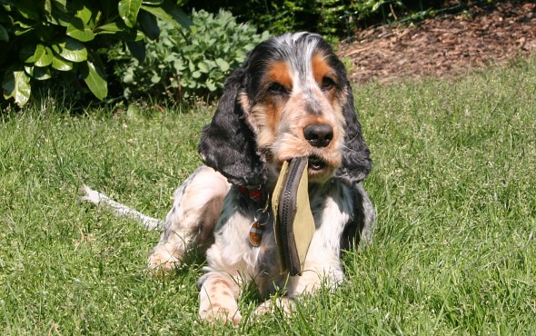 Hund beim Spielen