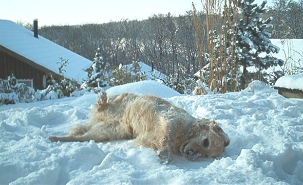 Retriever im Schnee